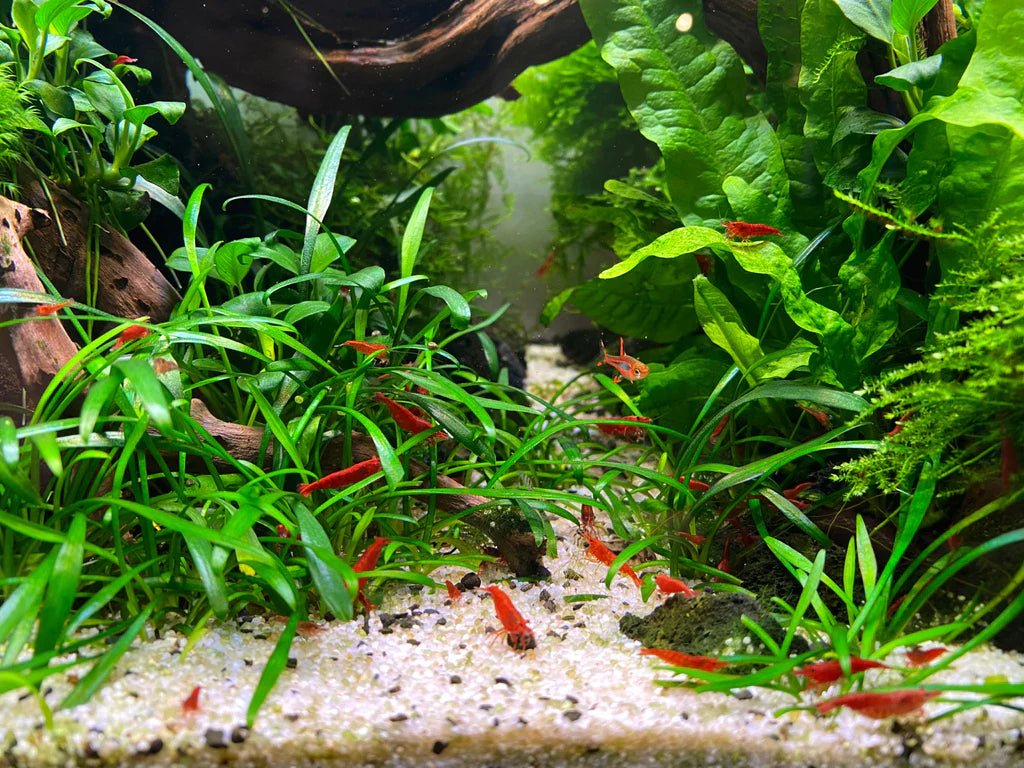 Shrimp Tank Plant Pack