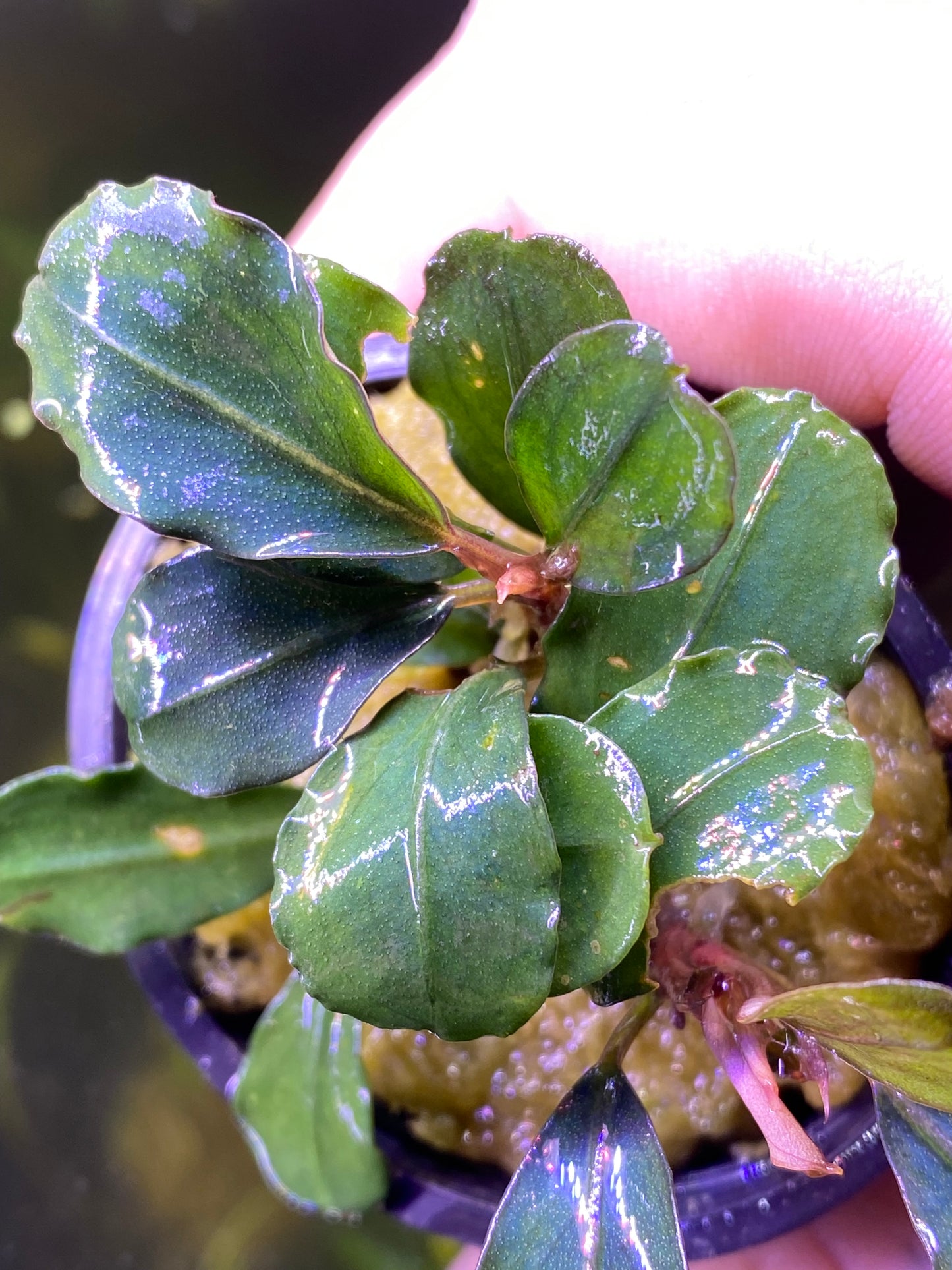 Bucephalandra Boyan