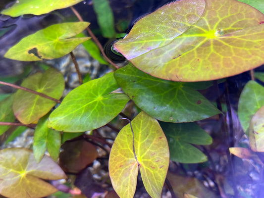 Dwarf water lilly
