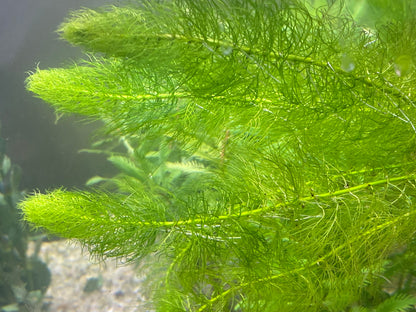 Green myrio(Myriophyllum Pinnatum)