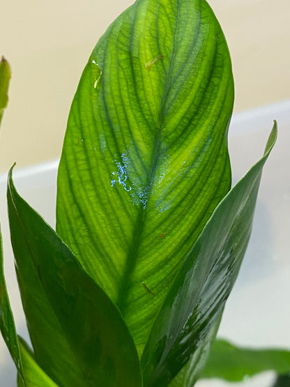 Anubias Gigantea