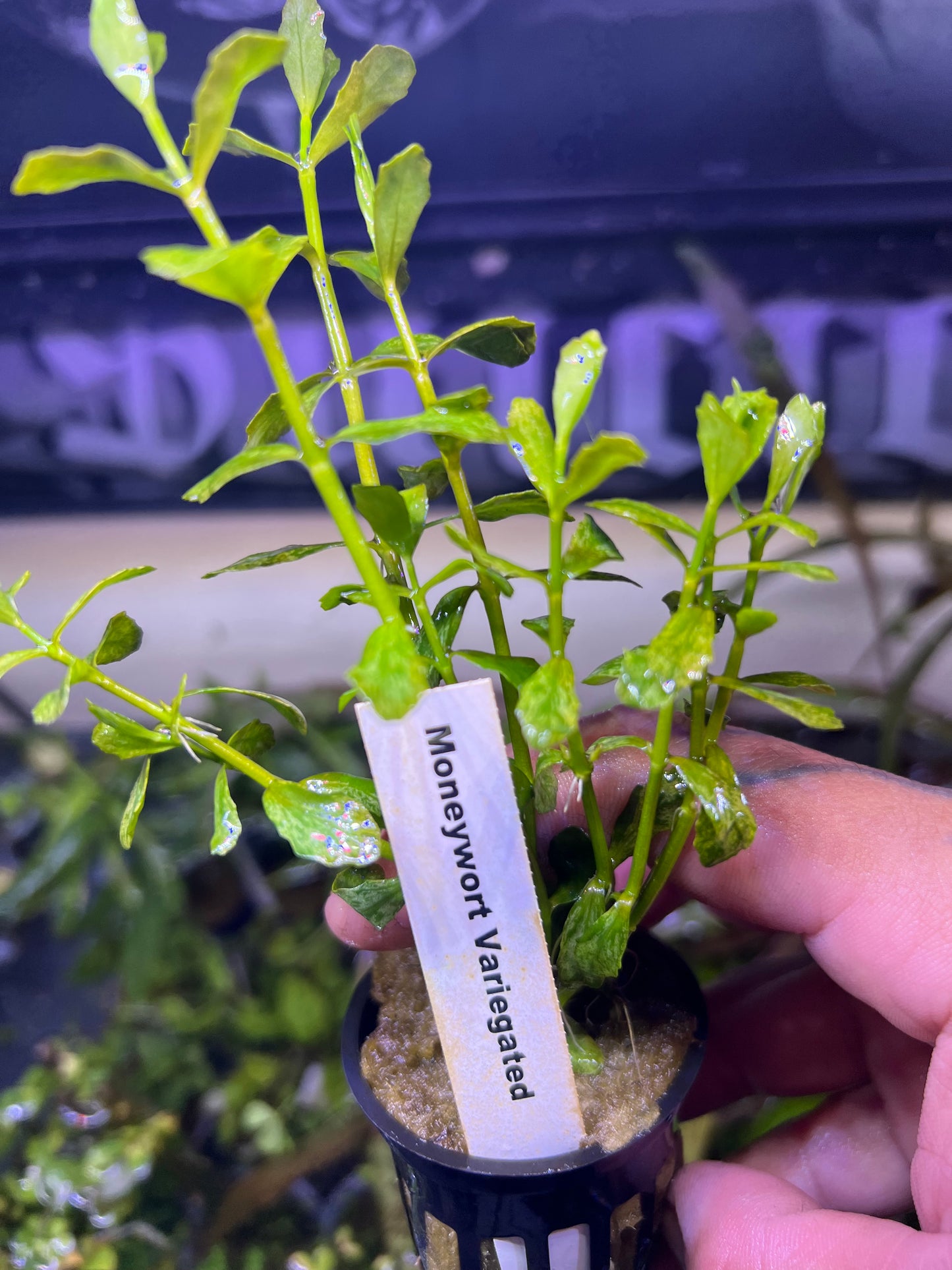 Variegated Moneywort (Potted)