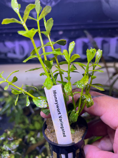 Variegated Moneywort (Potted)