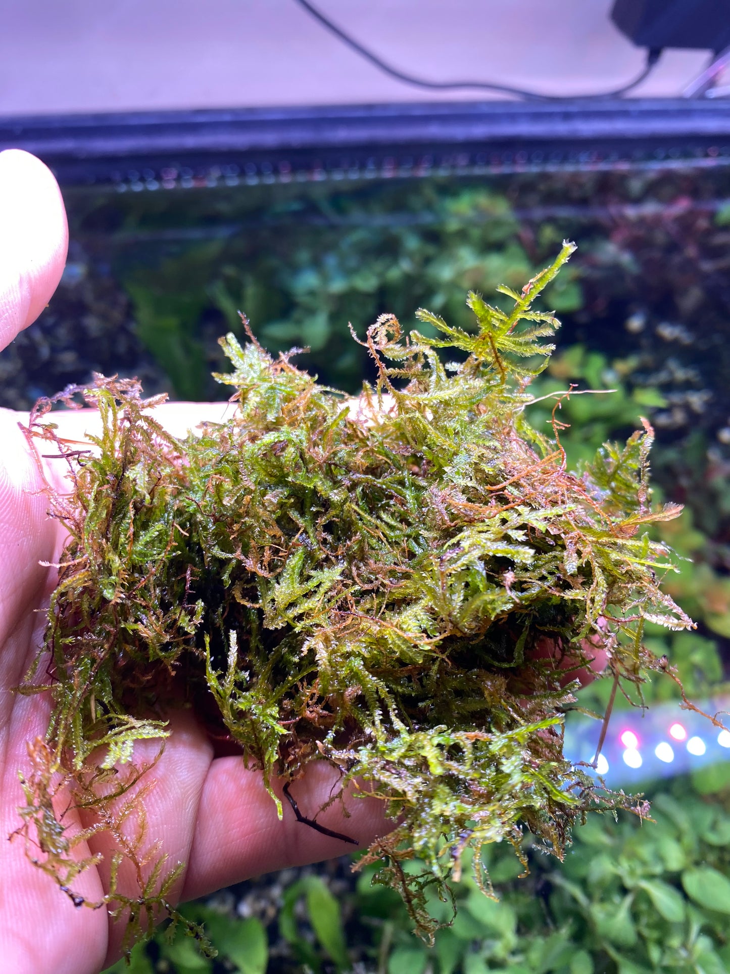 Java moss