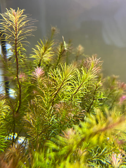 Rotala wallichii