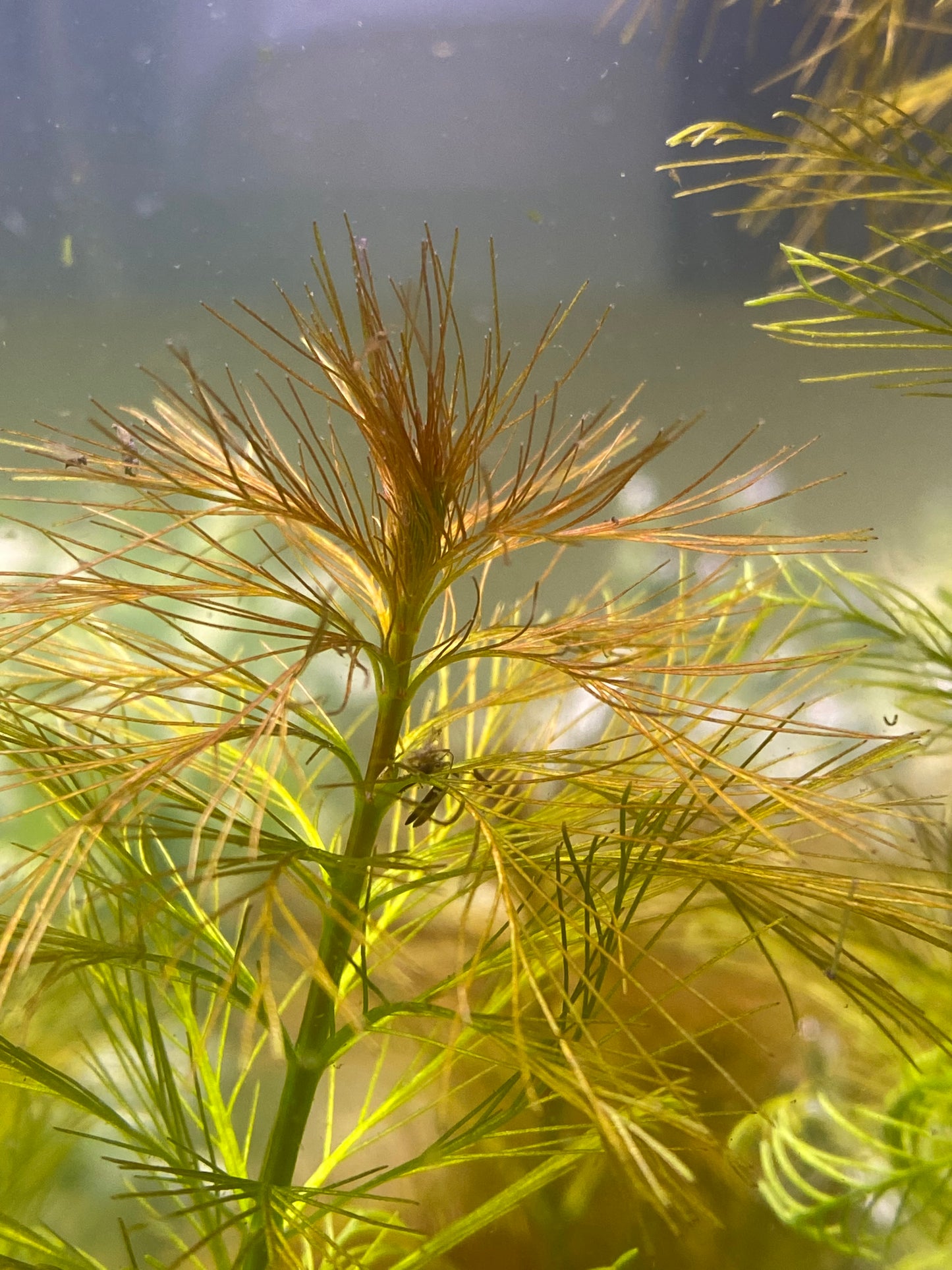 Parrot feather (Myriophyllum Aquaticum)