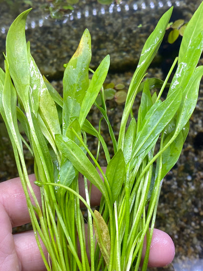 Chain sword ‘Broad leaf’