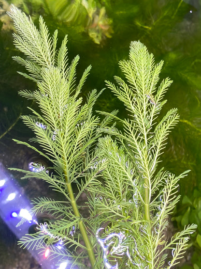 Parrot feather (Myriophyllum Aquaticum)