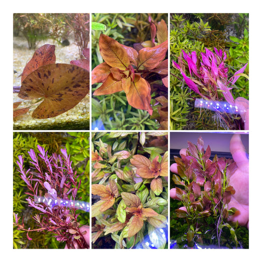 Red Plant Pack