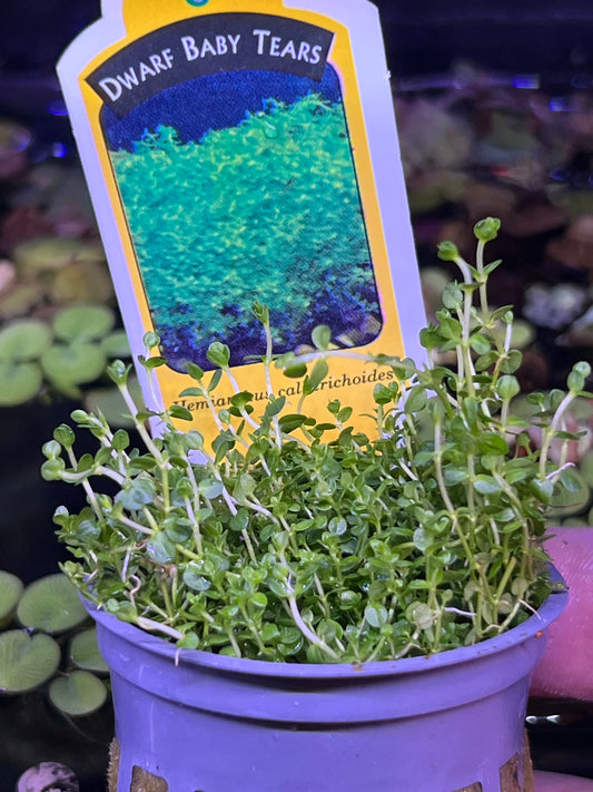 Dwarf Baby tears (Potted)