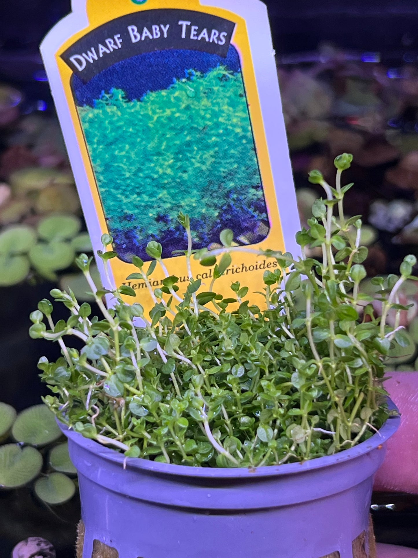 Dwarf Baby tears (Potted)