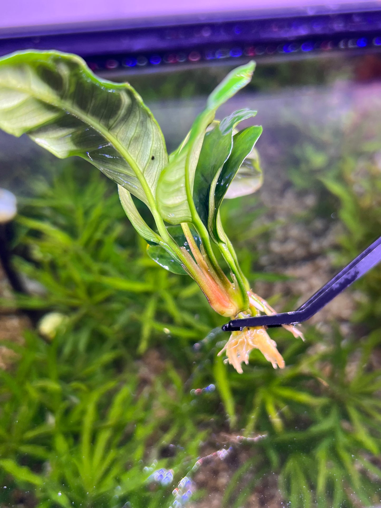 Anubias Coffeefolia