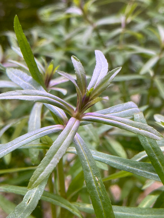 Pogostemus Stellatus(Narrow-Leaf)