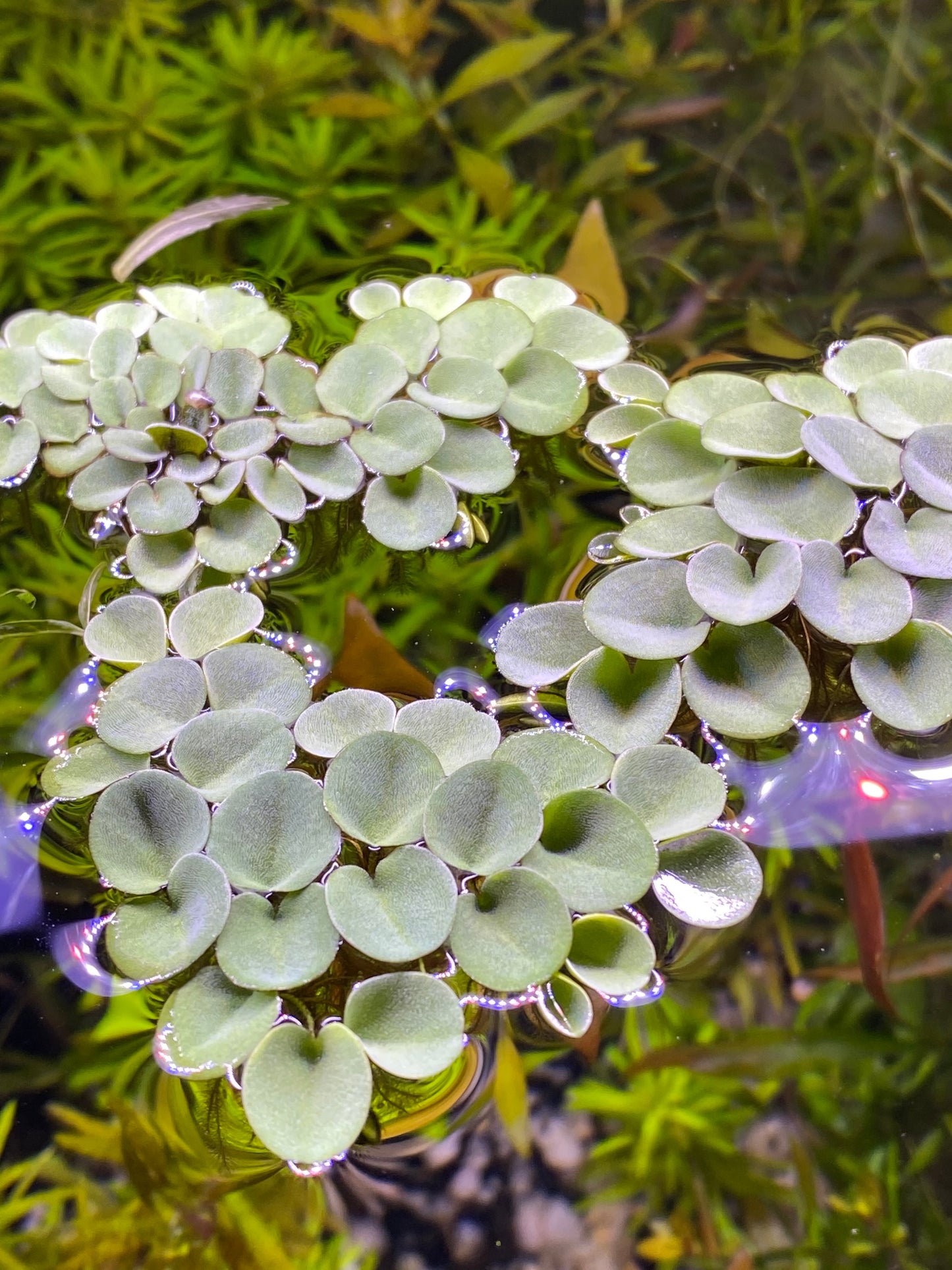 Salvinia Cucullata