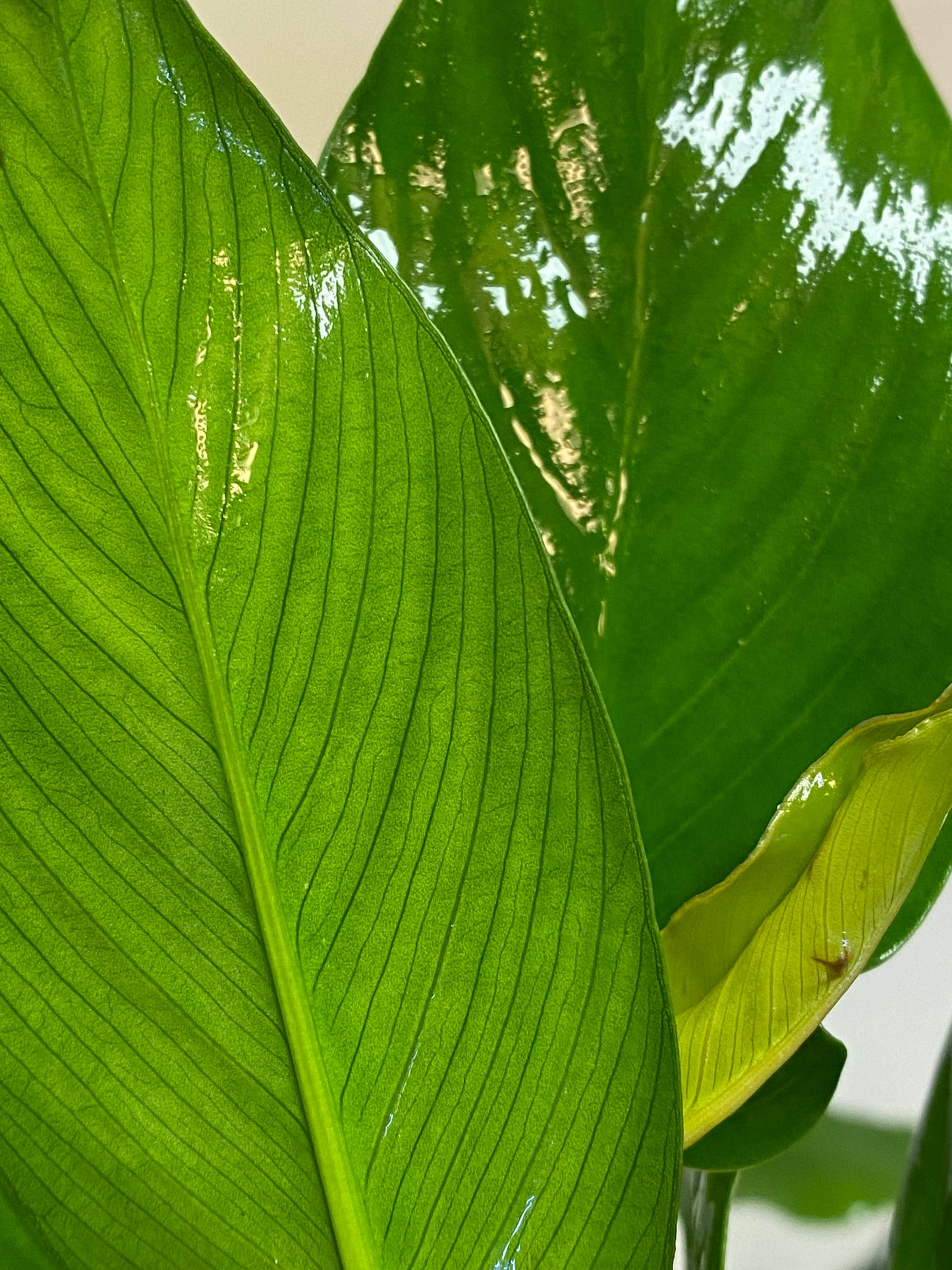 Anubias Gigantea