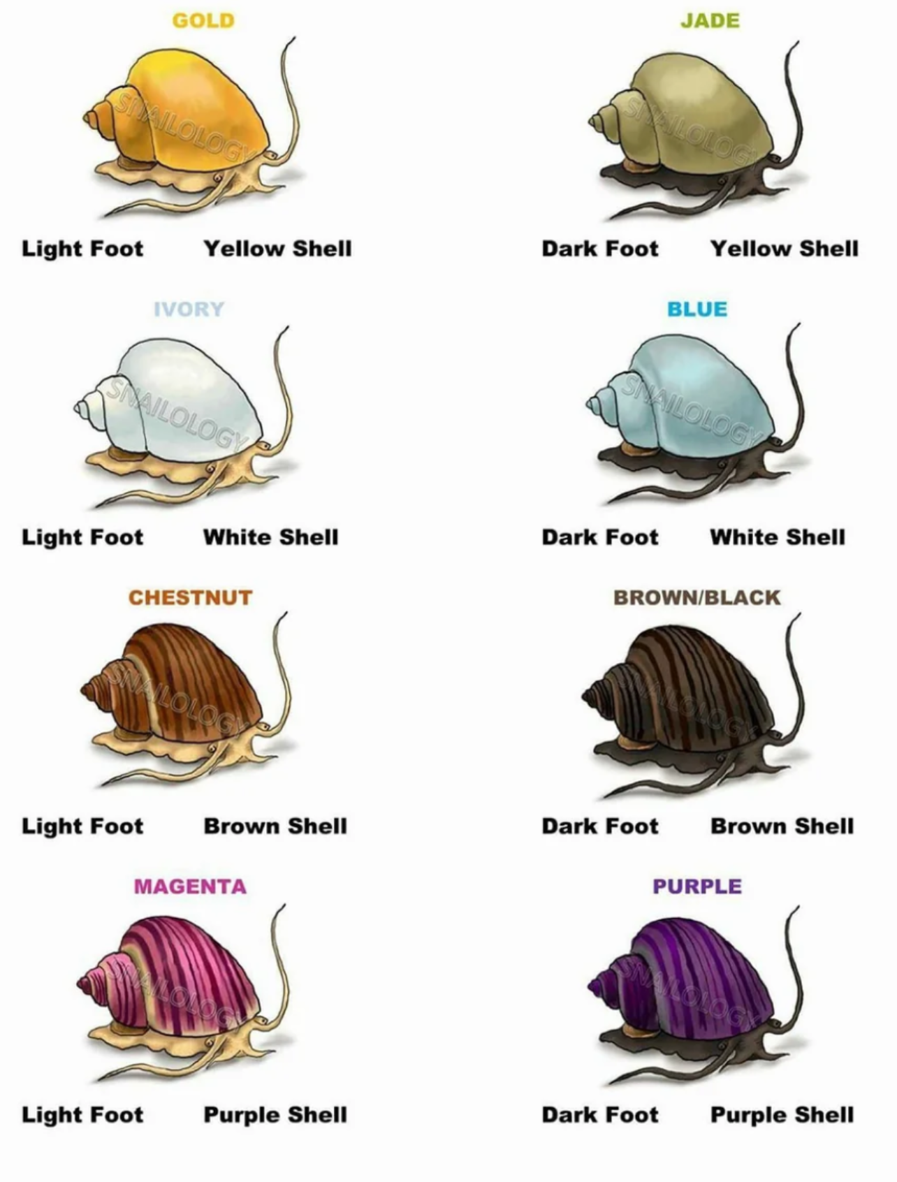 Assorted Mystery Snails!