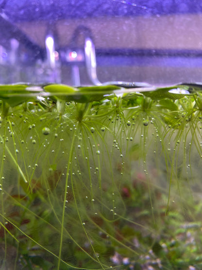 Frogbit Floaters