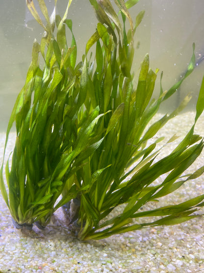 Contortion Jungle Vallisneria (Corkscrew)