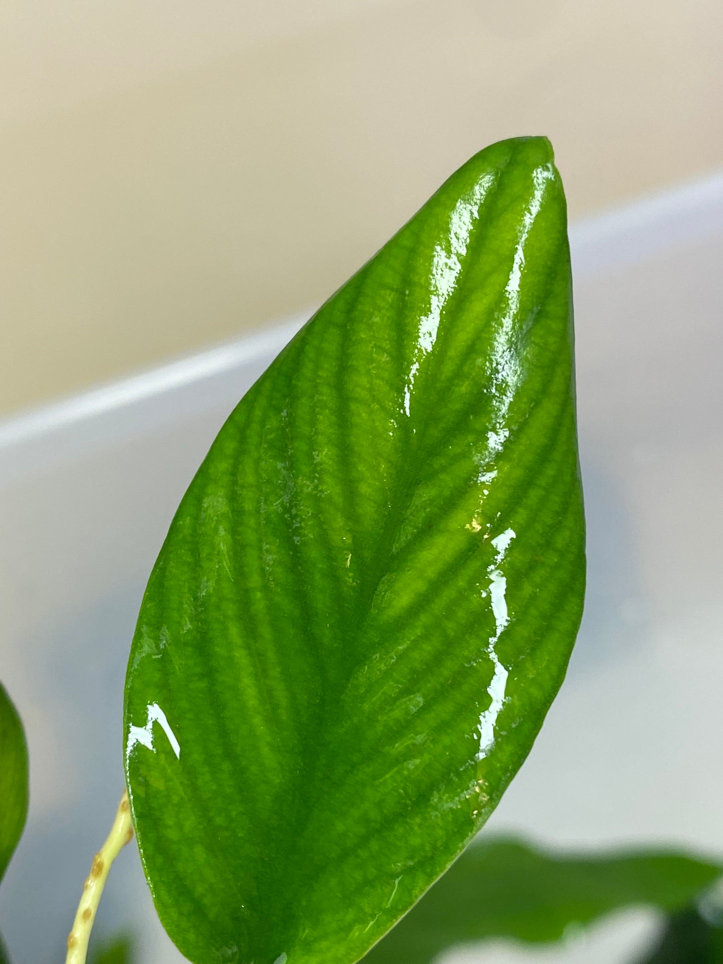 Anubias Gigantea