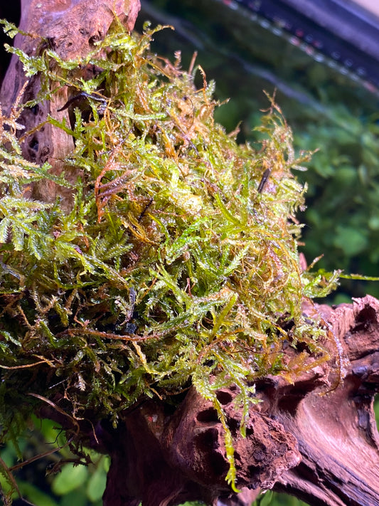 Java moss