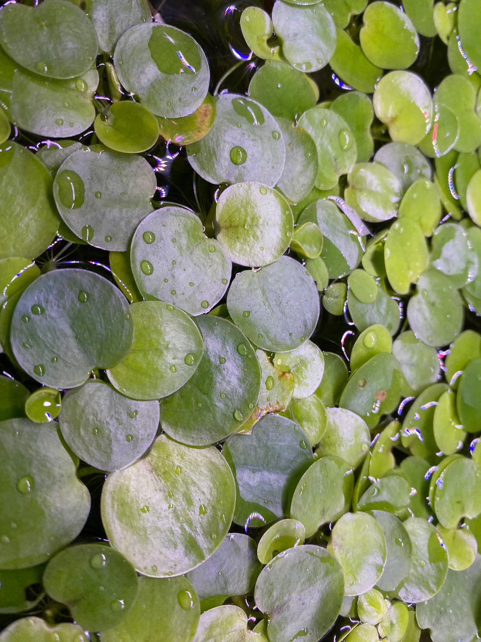 Frogbit Floaters – Aqua Planteria