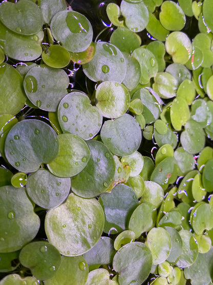 Frogbit Floaters