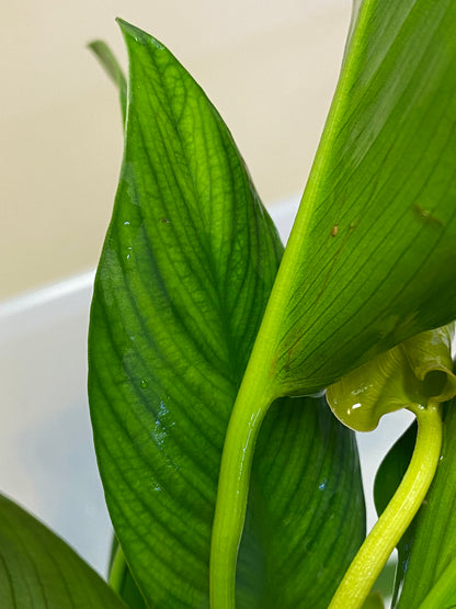 Anubias Gigantea