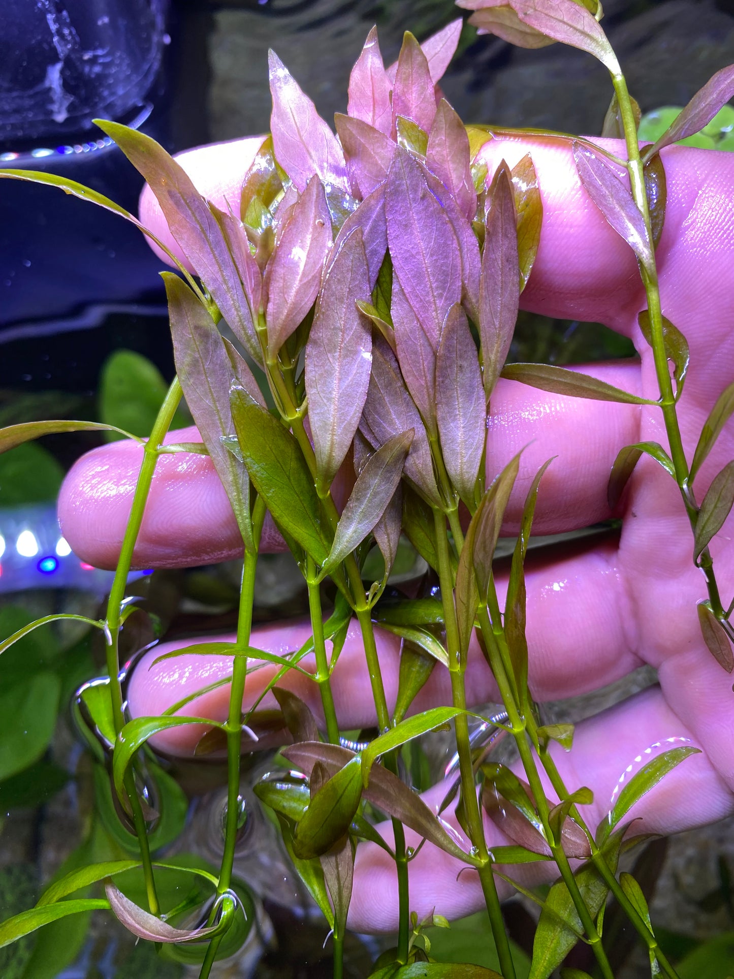 Ludwigia Repens narrow leaf