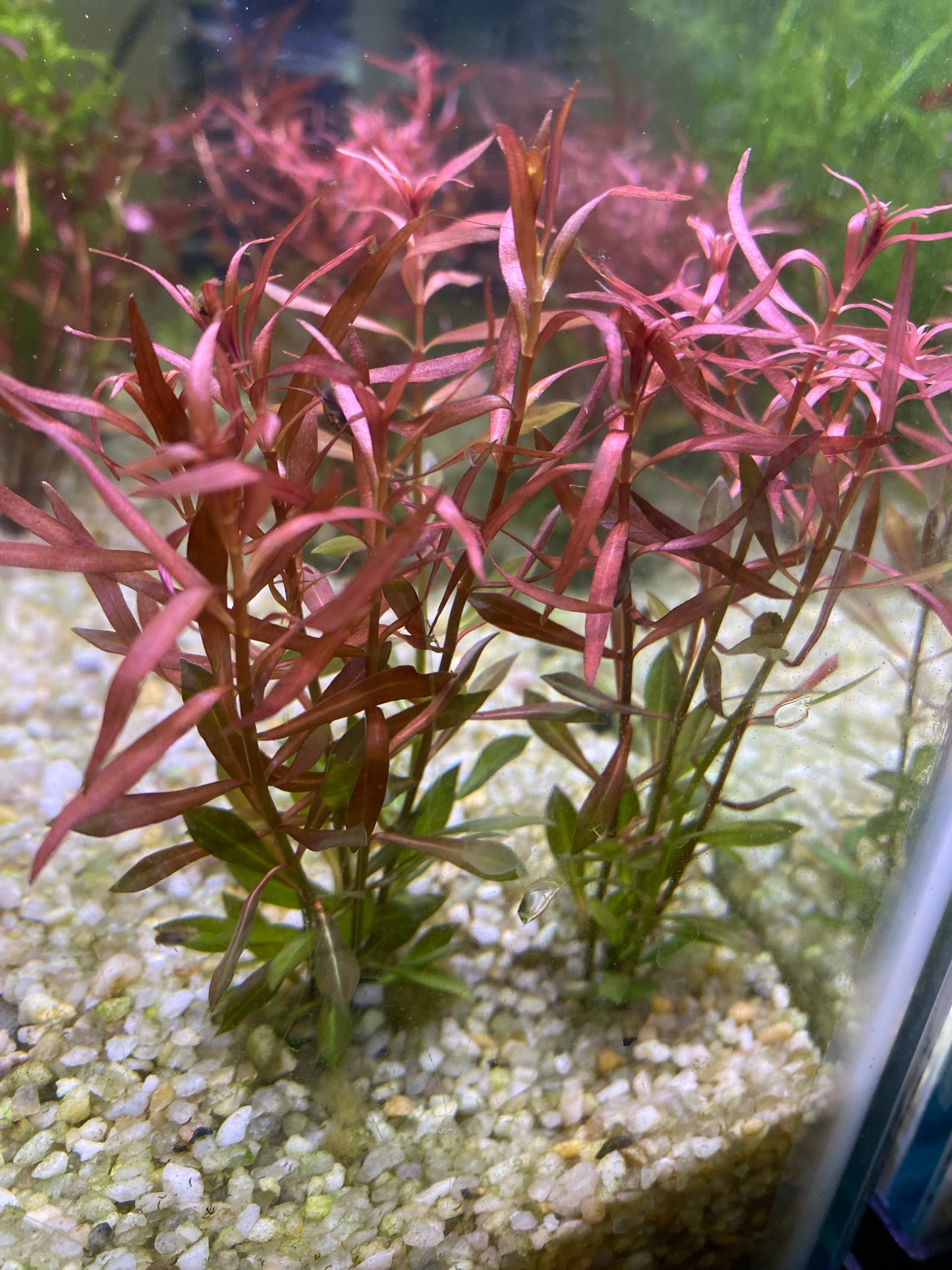 Ludwigia Arcuata