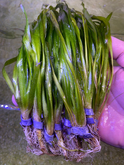 Contortion Jungle Vallisneria (Corkscrew)