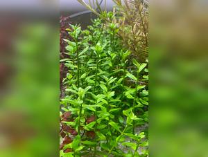 Bacopa Monnieri / Moneywort