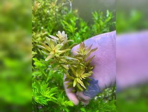 Rotala Rotundifolia “Mini pink”