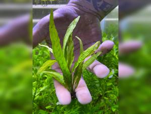 Java Fern