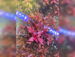 Ludwigia Natans “Super red”