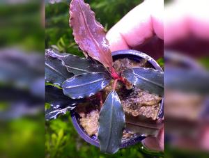 Bucephalandra Godzilla