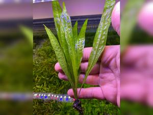 Java Fern Narrow Leaf