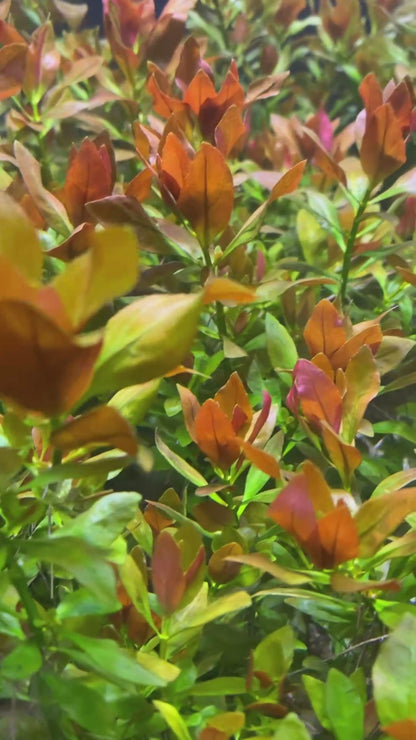 Ludwigia Repens (Broad Leaf)