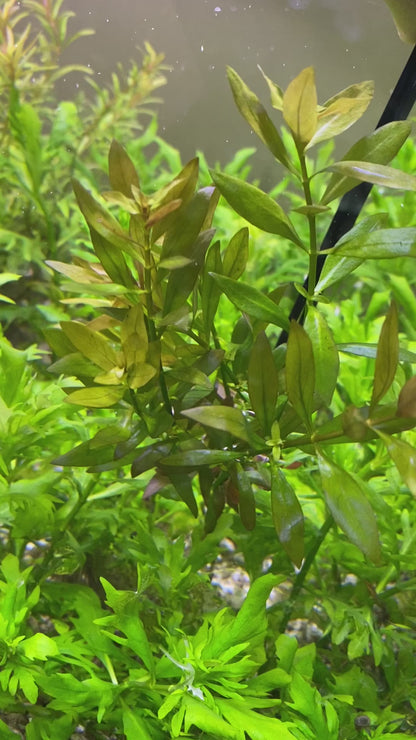 Ludwigia Repens narrow leaf